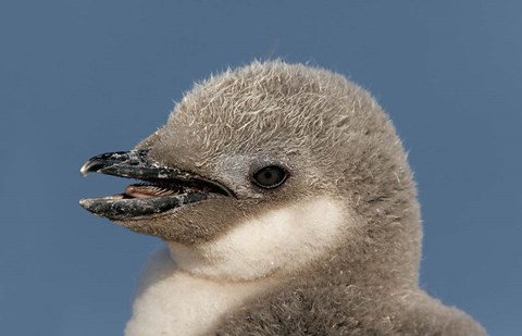 Framed Antarctica, Half Moon Island, Chinstrap penguin chick Print