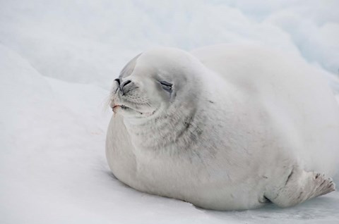 Framed Antarctica, White Crabeater seal on iceberg Print