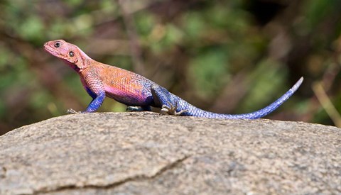 Framed Africa. Tanzania. Agama Lizard at Serengeti NP. Print