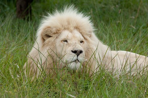 Framed African lion, Inkwenkwezi Private Game Reserve, East London, South Africa Print