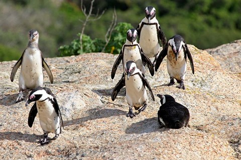 Framed African Penguin colony at Boulders Beach, Simons Town on False Bay, South Africa Print