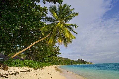 Framed Leaning palm. Anse-Source D'Argent Beach, Seychelles, Africa Print