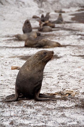 Framed Antarctica, Deception Island Antarctic fur seal Print