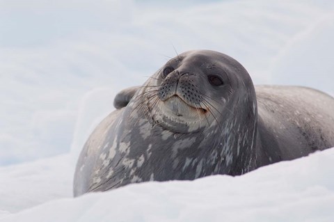 Framed Antarctica, Paradise Harbour, Fat Weddell seal Print