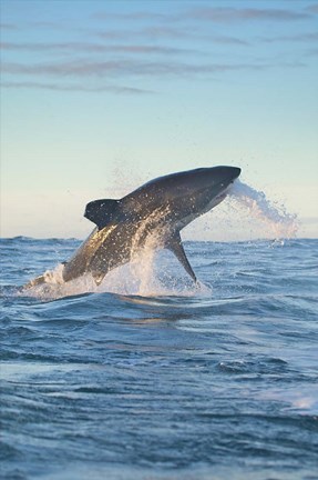Framed Cape Town, Great white shark moves to strike a seal Print