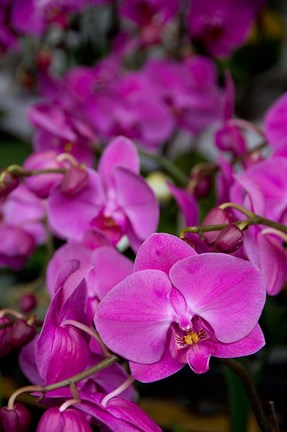 Framed China, Hong Kong, Prince Edward St, Market Print