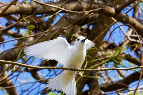 Framed Fairy Turn bird in Trees, Fregate Island, Seychelles Print