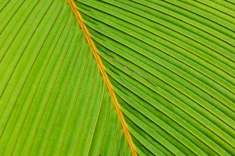 Framed Flora, Palm Frond on Fregate Island, Seychelles Print