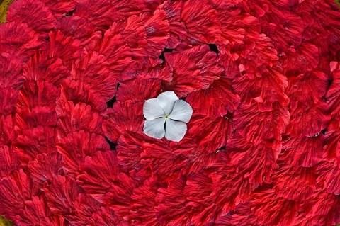 Framed Flower arrangments at spa, Fregate Resort, Seychelles Print