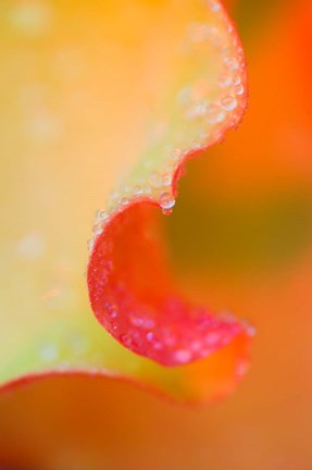 Framed Flower Petal with Rain Drop Print