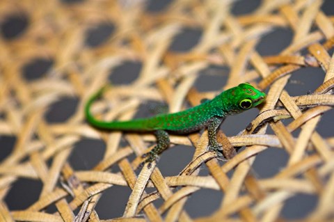 Framed Gecko lizard, Seychelles Print