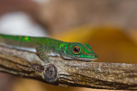 Framed Gecko lizard, La Digue Island, Seychelles, Africa Print