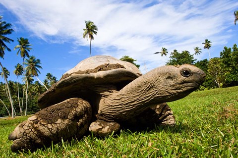 Framed Giant Tortoise on Fregate Island, Seychelles Print