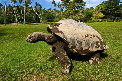 Framed Giant Tortoise, Seychelles Print