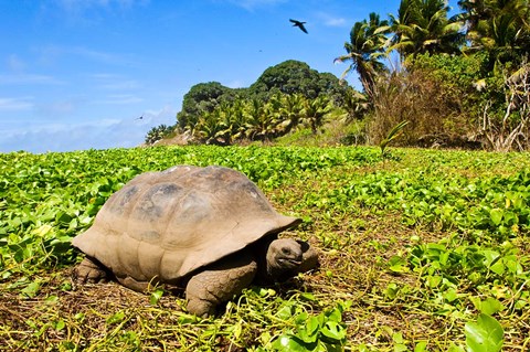 Framed Giant Tortoise in a field, Seychelles Print