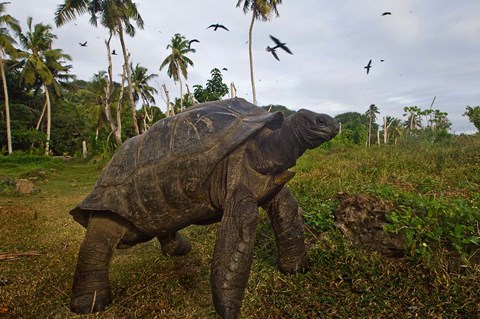 Framed Giant Tortoise, Fregate Island, Seychelles Print