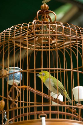 Framed Hong Kong, Bird Garden, Market, Caged pet birds Print