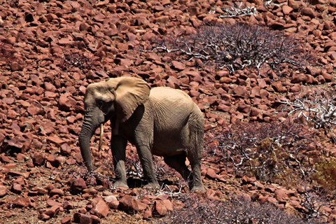 Framed Africa, Namibia, Puros. Desert dwelling elephants of Kaokoland. Print