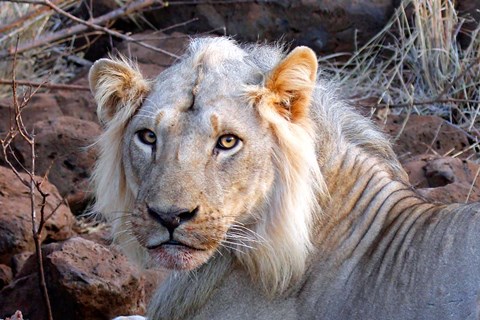 Framed Face of feeding lion, Meru, Kenya Print