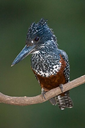 Framed Africa. Tanzania. Giant Kingfisher in Manyara NP. Print