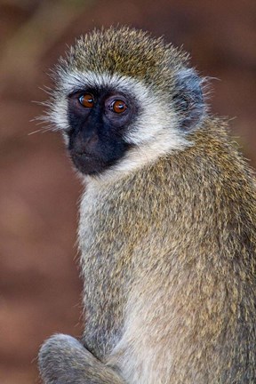 Framed Africa. Tanzania. Vervet Monkey in Tarangire NP. Print