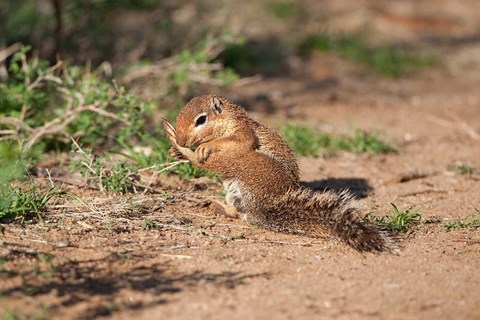 Framed African Ground Squirrel Wildlife, Kenya Print