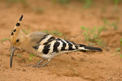 Framed African Hoopoe wildlife, Masai Mara, Kenya Print