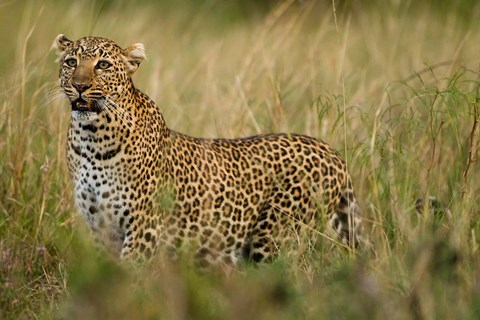 Framed African Leopard hunting in the grass, Masai Mara Game Reserve, Kenya Print