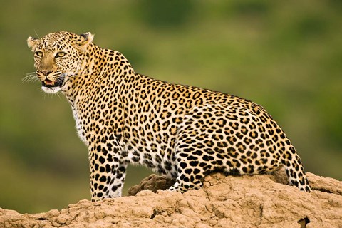 Framed African Leopard, Masai Mara Game Reserve, Kenya Print