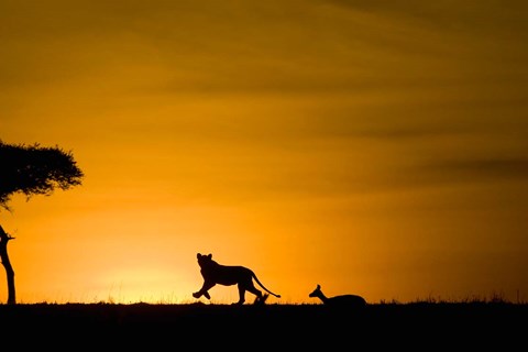 Framed African Lion Chasing Gazelle, Masai Mara, Kenya Print