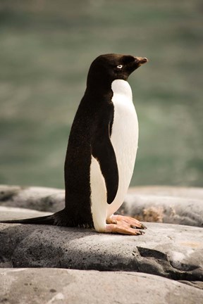 Framed Antarctica. Adelie penguin. Print