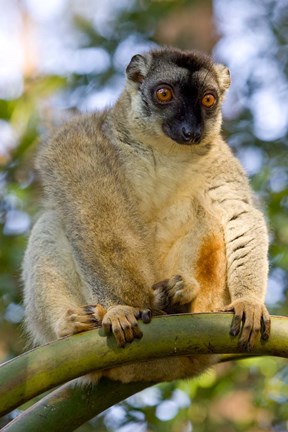 Framed Brown Lemur in a tree in Madagascar Print