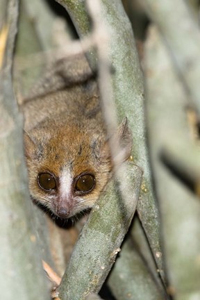 Framed Brown Mouse Lemur, tree trunk in Madagascar Print