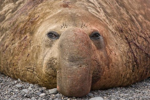 Framed Bull elephant seal, South Georgia Island, Antarctica Print