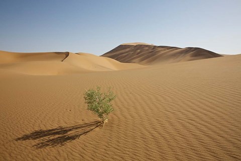 Framed China, Gansu Province. Lone plant casts shadow on Badain Jaran Desert. Print