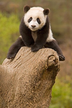 Framed China, Wolong Panda Reserve, Baby Panda bear on stump Print