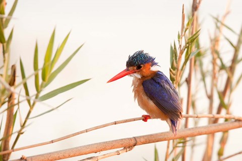 Framed Close-up of Malachite kingfisher, Chobe National Park, Botswana Print