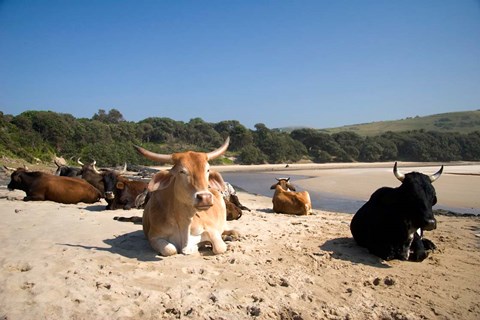 Framed Cows, Farm Animal, Coffee Bay, Transkye, South Africa Print