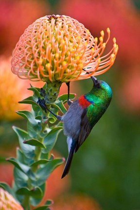 Framed Double-collared Sunbird, South Africa-collared Sunbird, South Africa Print