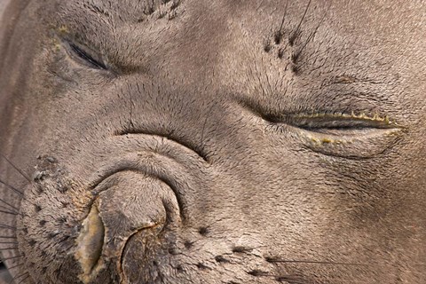 Framed Female elephant seal, South Georgia Island, Antarctica Print