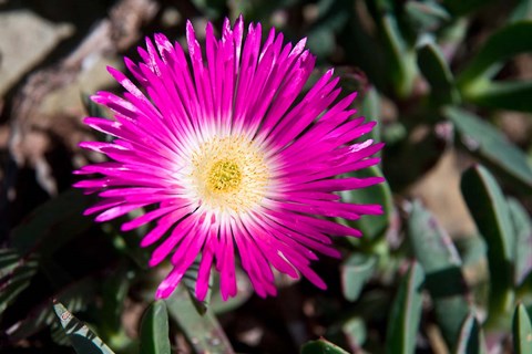 Framed Pink Flower, Kirstenbosch Gardens, South Africa Print