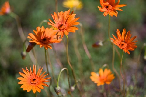 Framed Orange Flowers, Kirstenbosch Gardens, South Africa Print