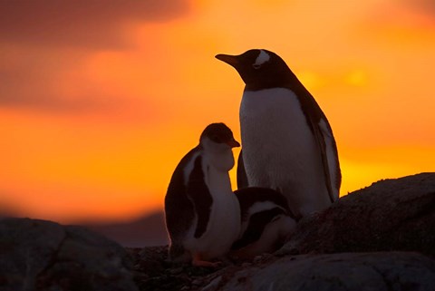 Framed Gentoo Penguins Silhouetted at Sunset on Petermann Island, Antarctic Peninsula Print