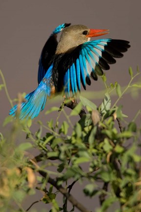 Framed Grey-headed Kingfisher, Masai Mara GR, Kenya Print