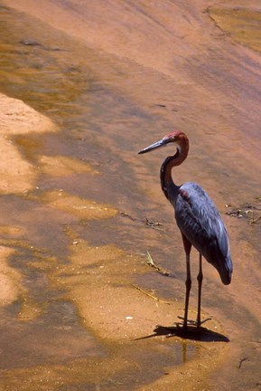 Framed Buffalo Springs National Reserve, Goliath Heron, Kenya Print