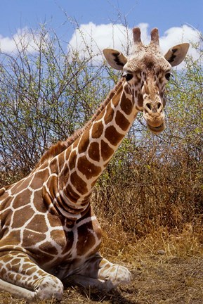 Framed Giraffe lying down, Loisaba Wilderness, Laikipia Plateau, Kenya Print