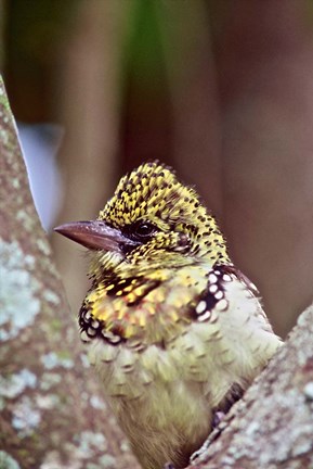 Framed D&#39;Arnaud&#39;s Barbet, Tanzania Print