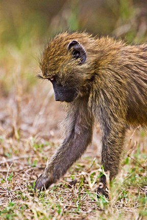 Framed Baboons Hanging Around, Maasai Mara, Kenya Print