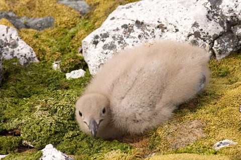 Framed Brown skua bird chick, western Antarctic Peninsula Print