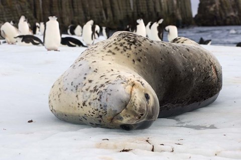 Framed Chinstrap Penguins and Leopard Seal, The South Shetland Islands, Antarctica Print